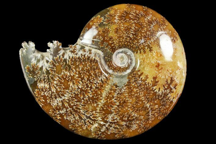 Polished Ammonite (Cleoniceras) Fossil - Madagascar #158272